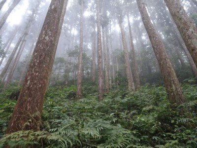 森林永續經營及產業振興中長程計畫