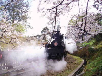 阿里山櫻花樹下的31號蒸汽火車