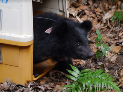 小黑熊步出搬家用的箱籠(林務局攝)
