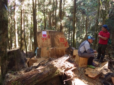 圖3、遭違法砍伐之樹頭殘材