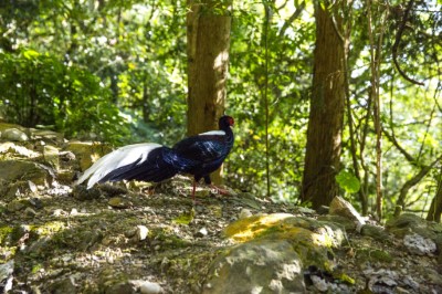 藍腹鷴漫步在森林遊樂區