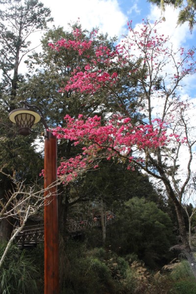 山櫻花，開花期最早也最長的櫻花，目前約開花5成，花期將持續到3月底