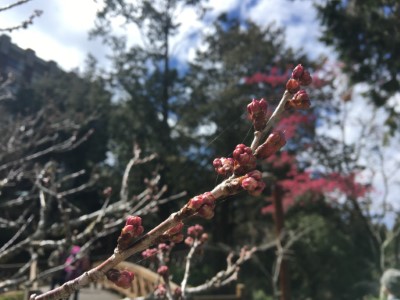 小櫻王-唐實櫻，每年總在櫻王-染井吉野櫻綻放前優先盛開，有著小櫻王稱號，預計於3月上旬盛開