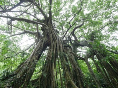 知本國家森林遊樂區-會走路的樹