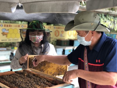 花蓮鹽寮社區-發展林下養蜂