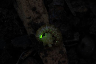 雌光螢容易受到燈光影響繁殖(中國文化大學森林暨自然保育學系謝佳宏系主任提供)
