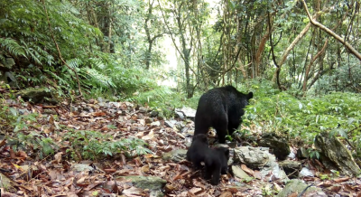 紅外線自動相機拍攝到母熊帶著兩隻小熊