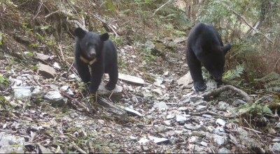 紅外線自動相機拍攝到母熊帶著小熊(正面)