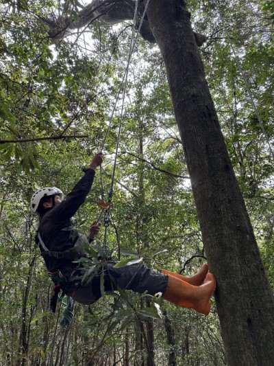 利用專業攀樹設備進行熊窩觀察工作
