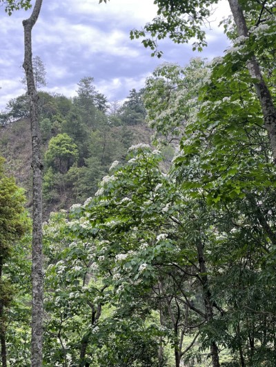 八仙山國家森林遊樂區油桐花景色