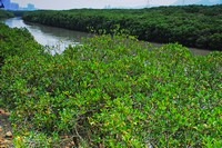淡水河紅樹林自然保留區。圖片來自：農委會林務局網站。