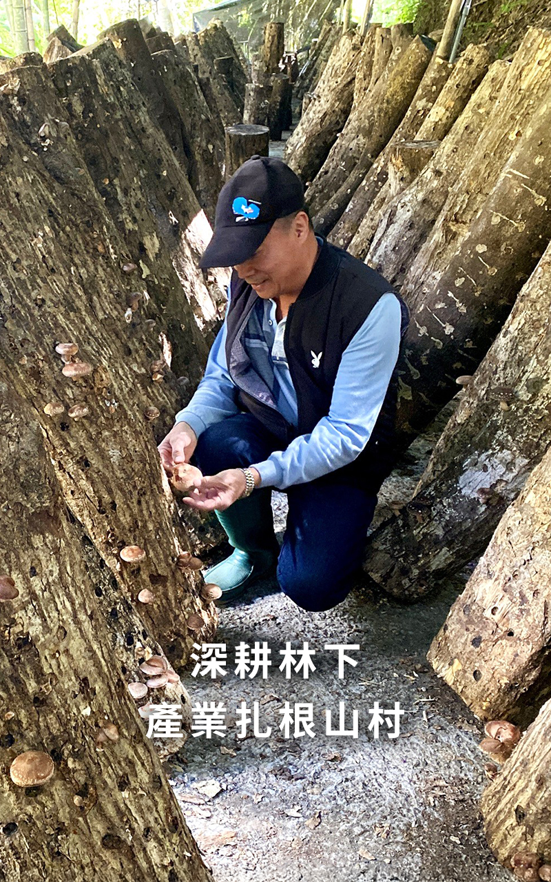 深耕林下、產業扎根山村