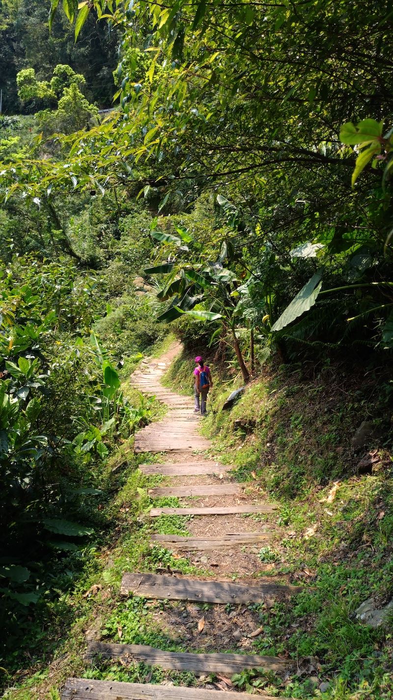 Jingualiao Stream Fish and Fern Trail