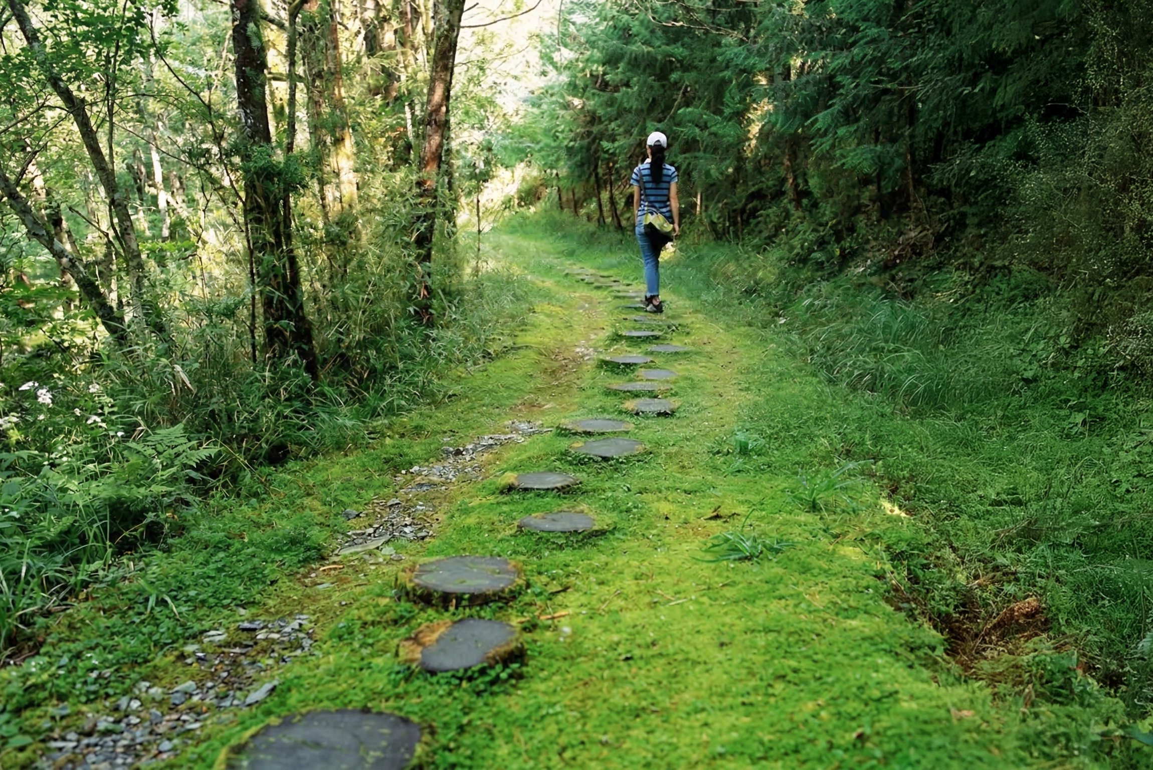 保護地被苔原的圓木步道