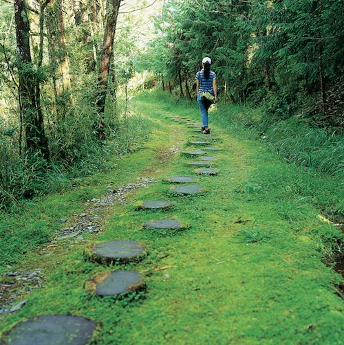 Taiwan Beech Trail