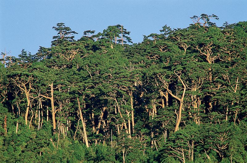 Taiwan Hemlock Nature Trail