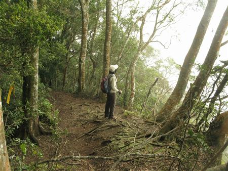 Mt. Niaozui Summit Trail