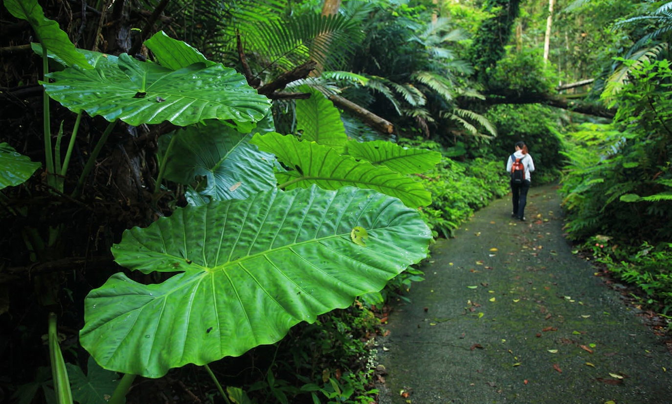 白毛山步道-步道景觀