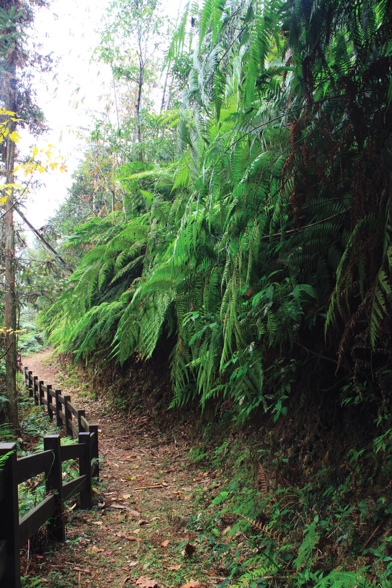 Seshui Forest Trail
