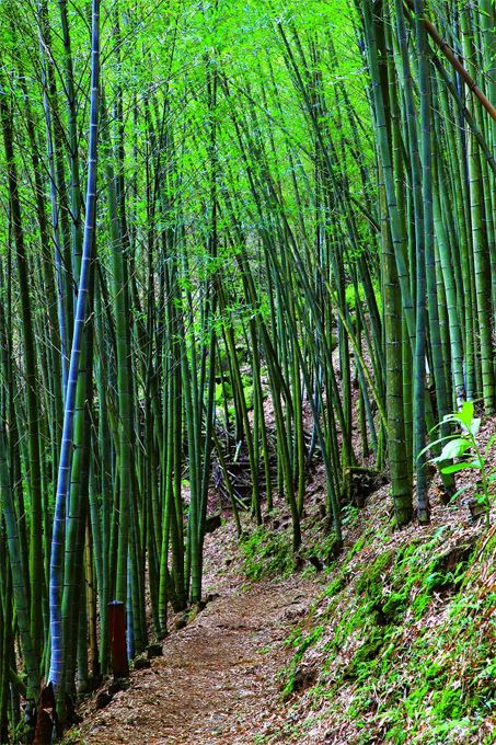 Ruili-Taihe Historical Trail
