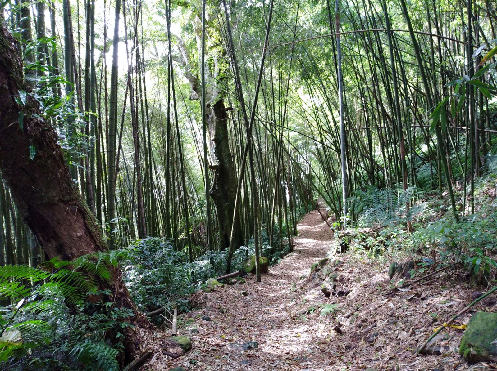 Fenqihu-Ruili Historical Trail