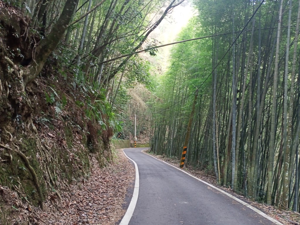 焙仔桶林道沿線