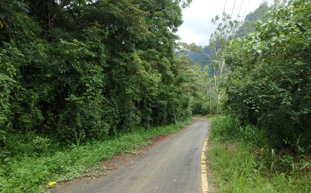 扇平林道 