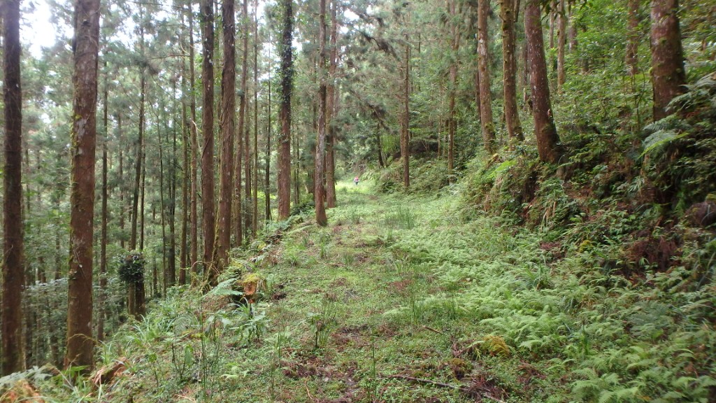 長良林道綠色隧道