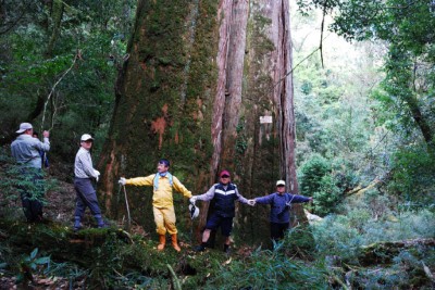 本局執行森林保護工作的重要成果－生長情況良好之數人環抱寬度的神木