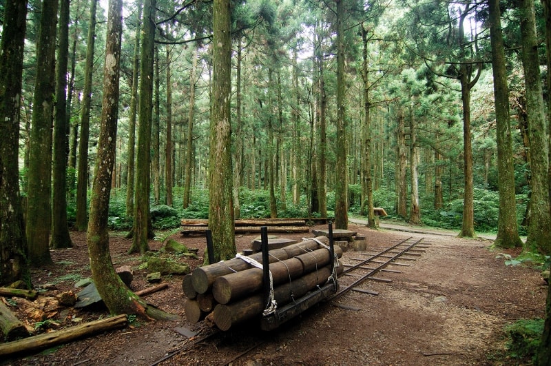 東眼山國家森林遊樂區(開園)