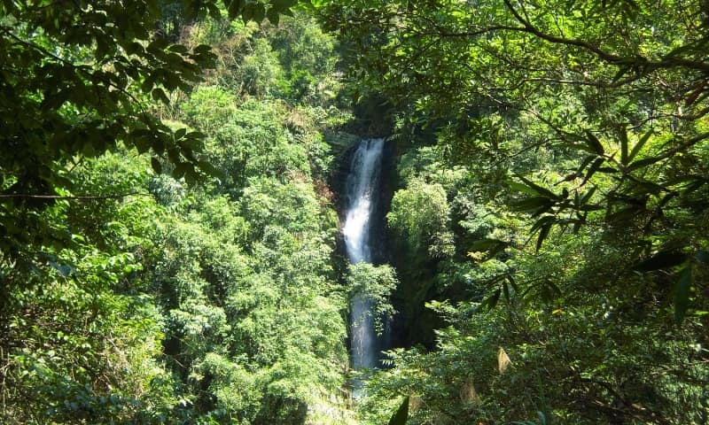 Neidong Forest Recreation Area(Open)