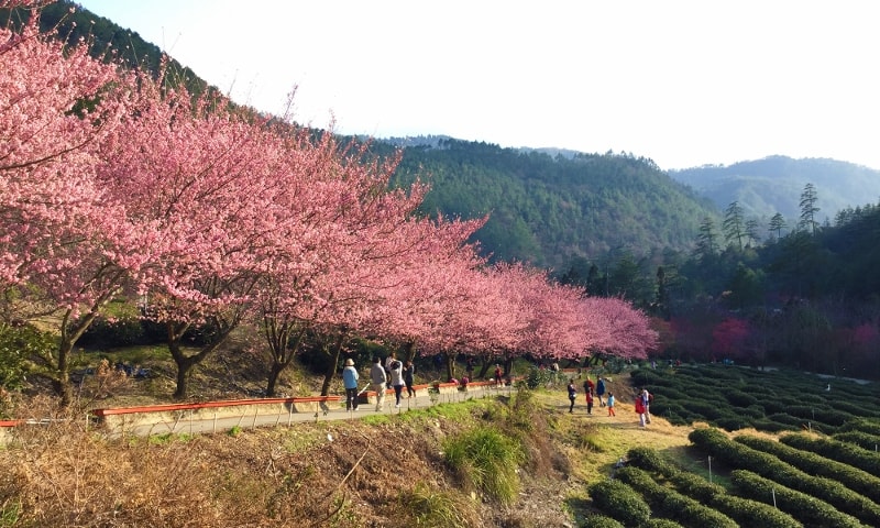 武陵國家森林遊樂區(開園)