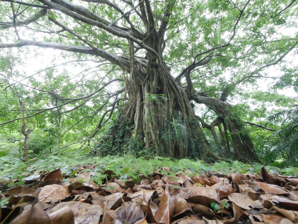 Zhiben Forest Recreation Area