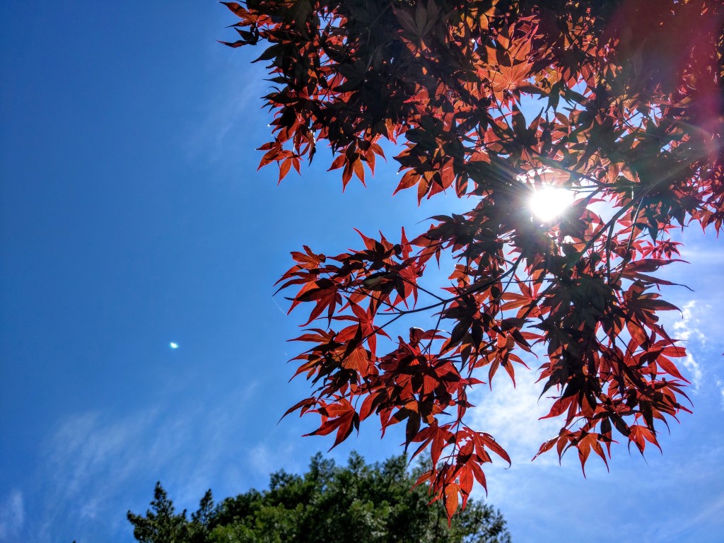 紅楓圖