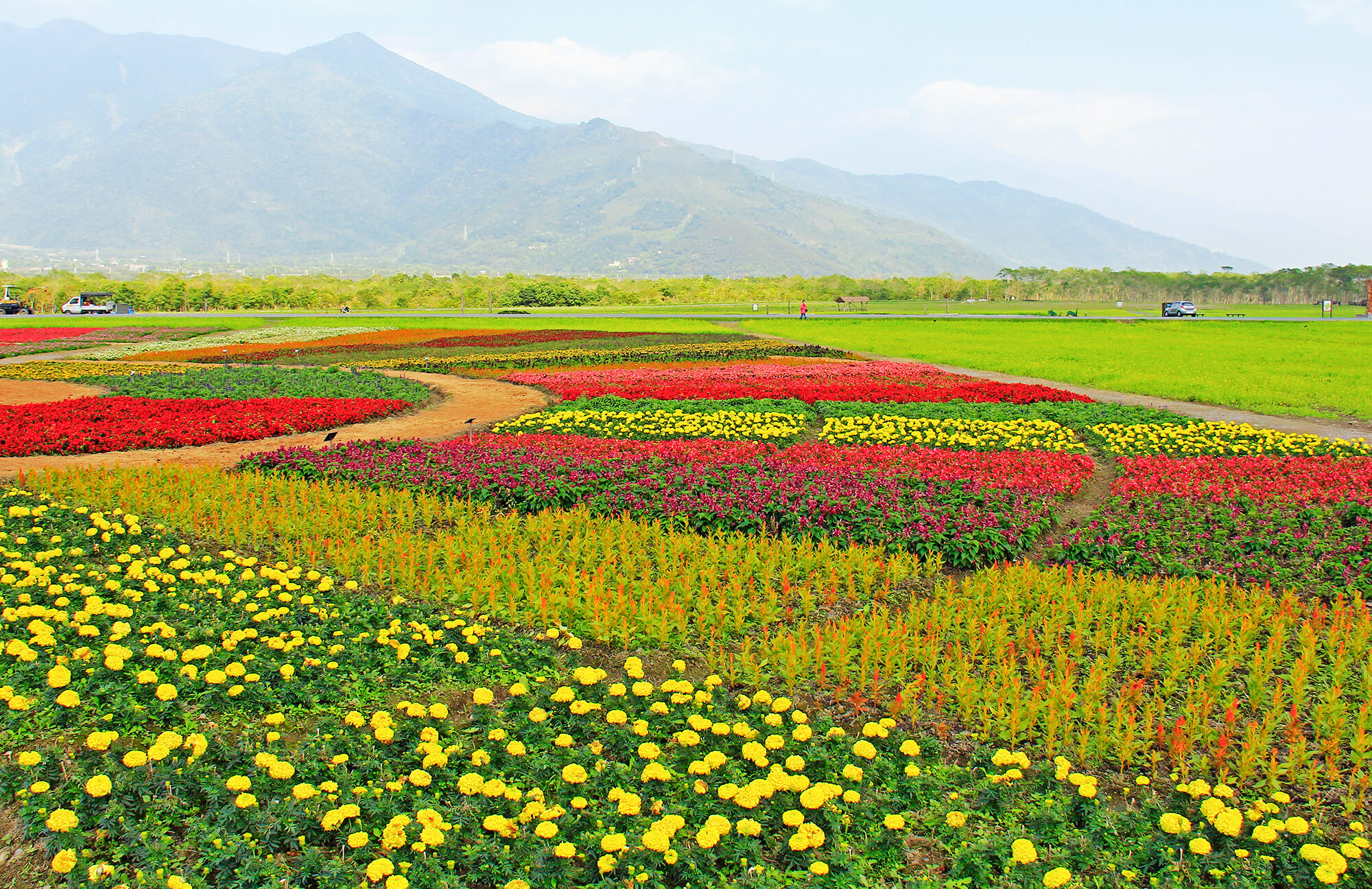 Masadi Organic Rice Paddies