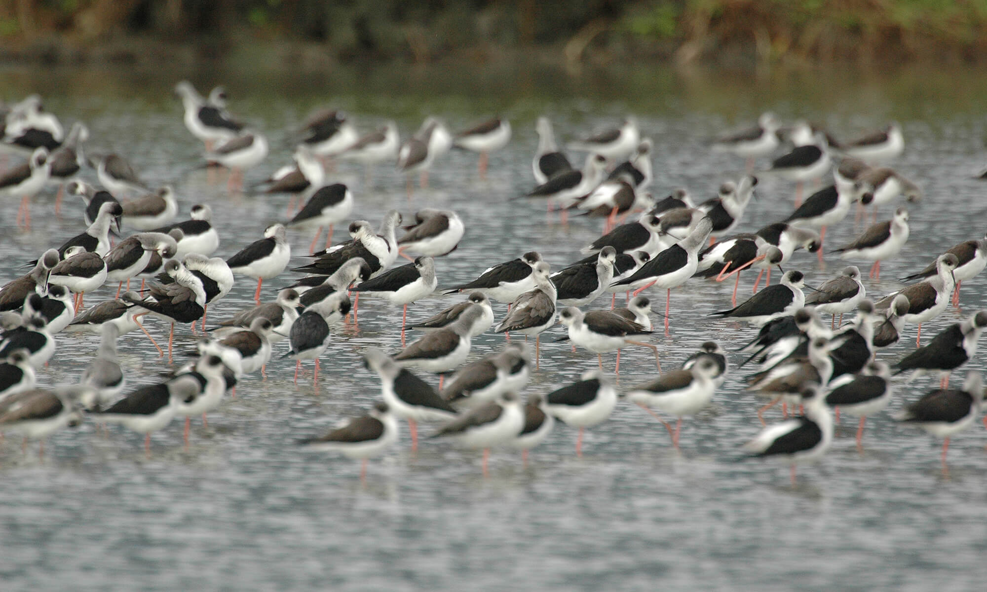 Aogu Wetlands