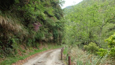 大鹿林道東線一隅