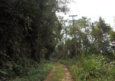 白毛山林道