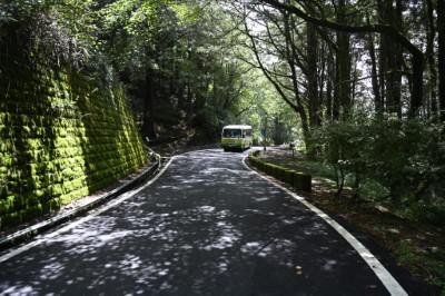 祝山林道綠色隧道