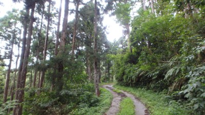 延平林道過彎處