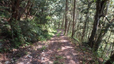 錦平林道綠色隧道