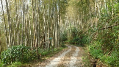 紅石林道孟宗竹林