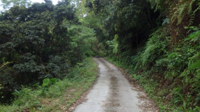 紅石林道風景