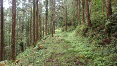 長良林道綠色隧道