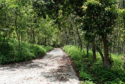 鹿皮林道綠色隧道