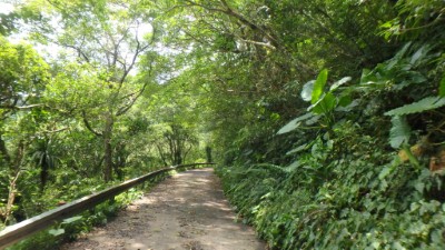 桶后林道綠色隧道