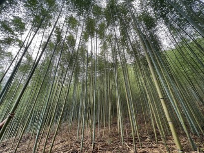 竹產業
