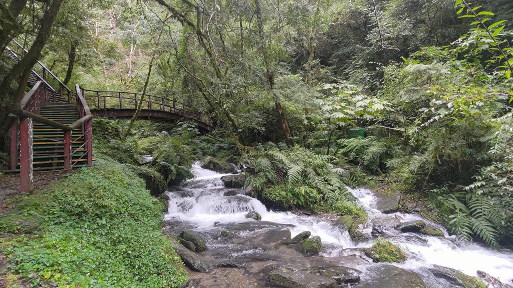 拉拉山國家森林遊樂區-巨木步道與流水