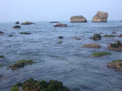柴山多杯孔珊瑚在柴山海岸被發現 -陳昭倫攝 林務局提供