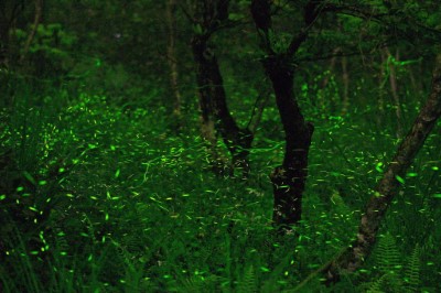 大農大富平地森林園區每年3-4月夜晚螢光熠熠1